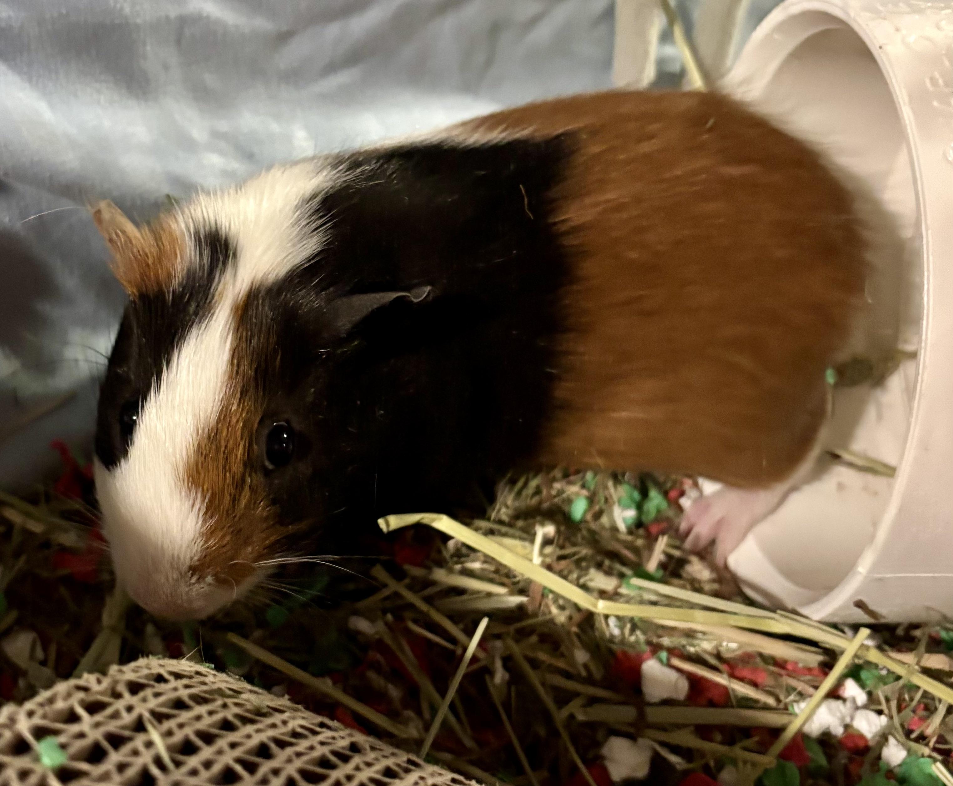 Enlarge Butters & Jam, a Adoptable Short-Haired in Paramus, NJ image 2/2