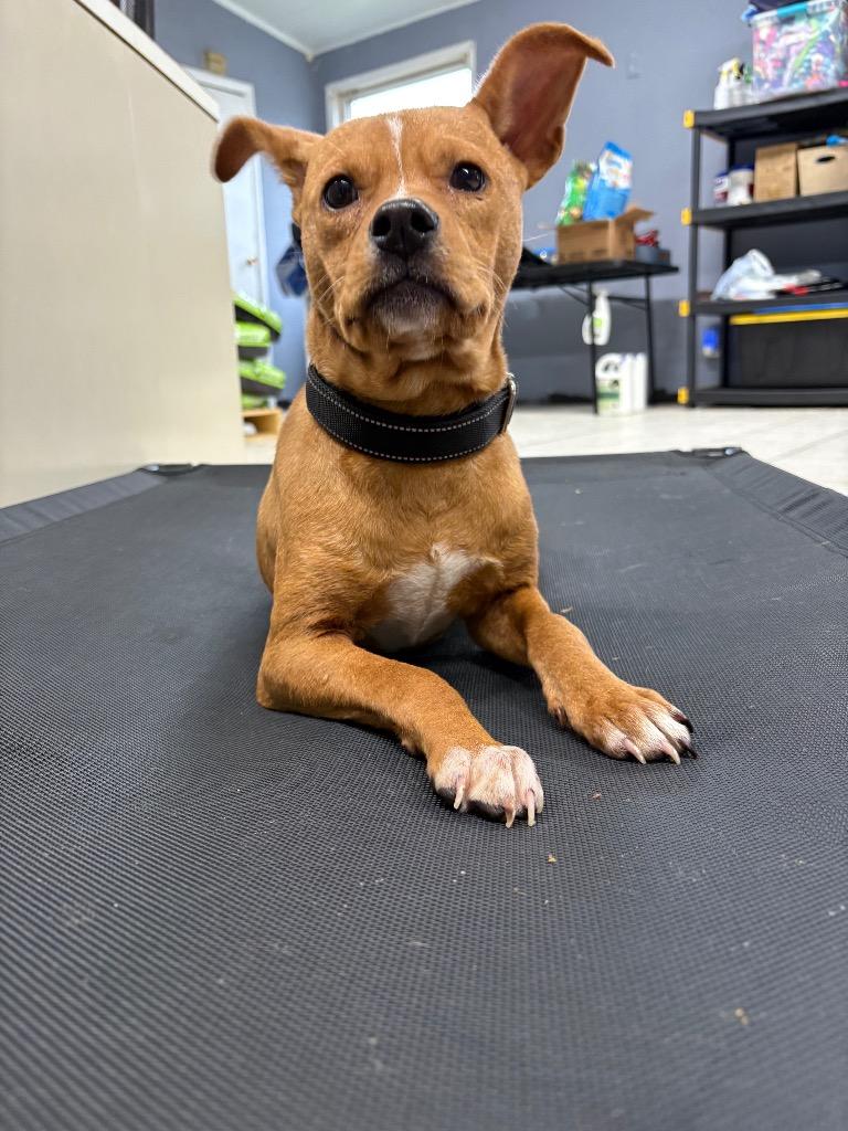 Tater Tot, a Adoptable mixed breed in Waverly, NY image 1/3