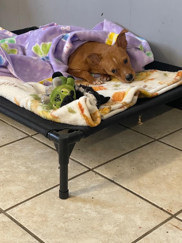 Tater Tot, Adoptable, Young Male Chihuahua.