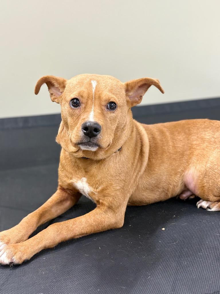 Tater Tot, Adoptable, Young Male Chihuahua.