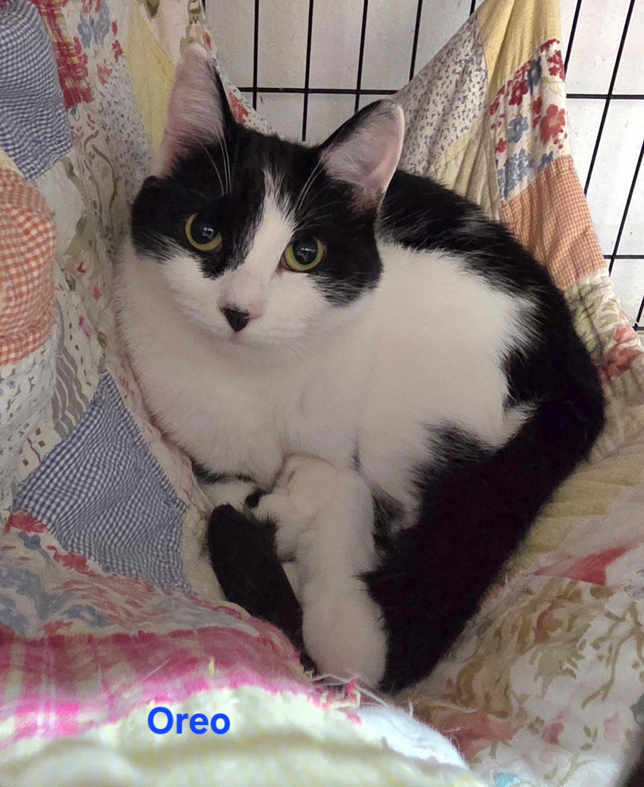 Enlarge Oreo, a ADOPTABLE mixed breed in Whitewater, WI image 3/3