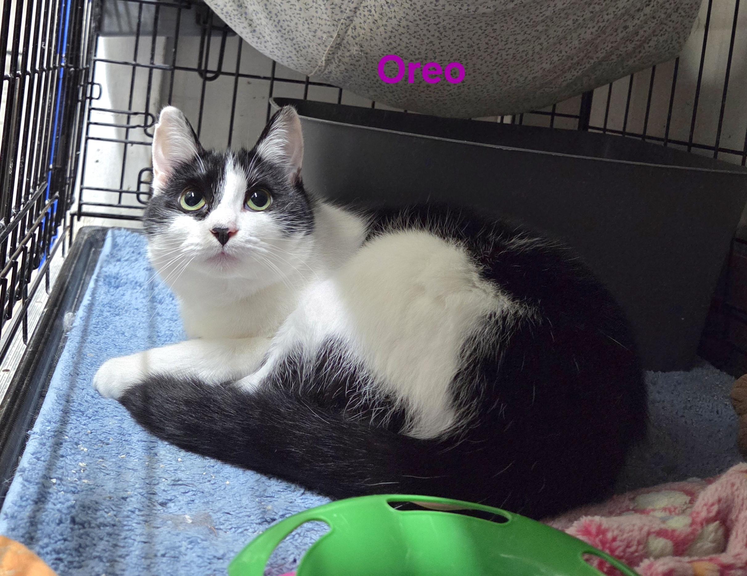 Oreo, ADOPTABLE, Young Female Domestic Short Hair.