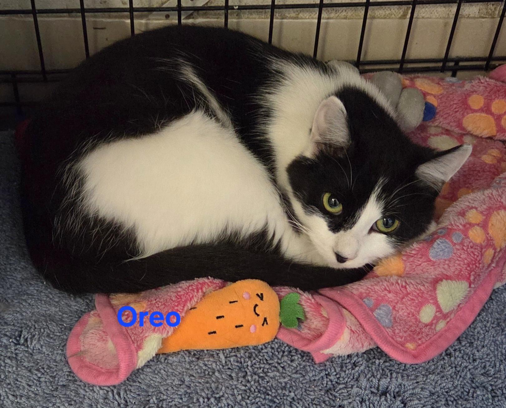 Enlarge Oreo, a ADOPTABLE mixed breed in Whitewater, WI image 2/3