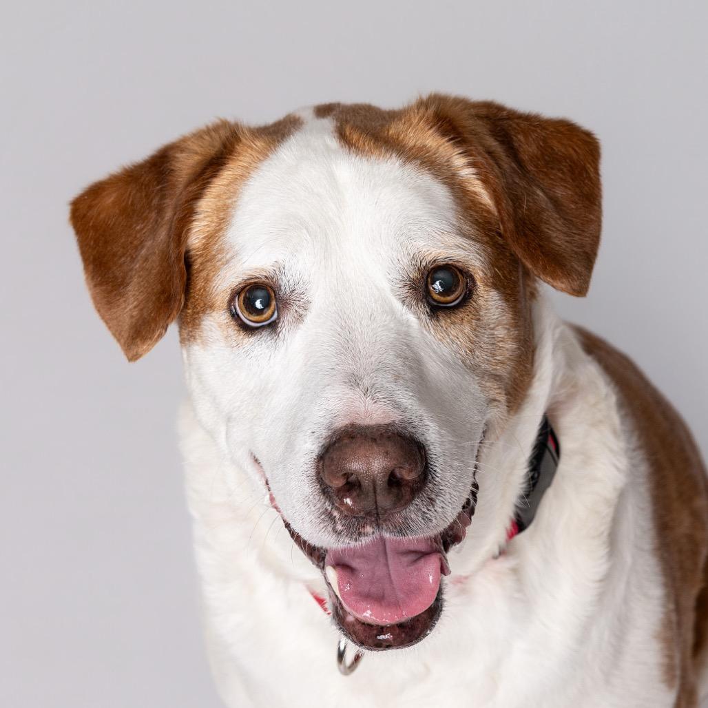 Enlarge Biscuit*, a Adoptable mixed breed in Leander, TX image 1/6