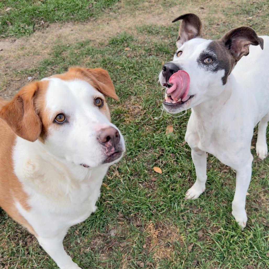 Biscuit*, a Adoptable mixed breed in Leander, TX image 1/2
