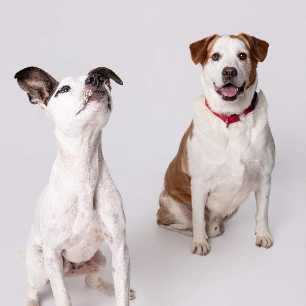 Enlarge Biscuit*, a Adoptable mixed breed in Leander, TX image 3/6