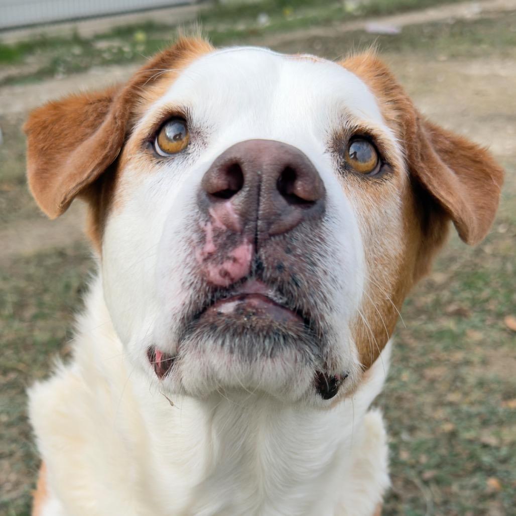 Biscuit*, a Adoptable mixed breed in Leander, TX image 2/2
