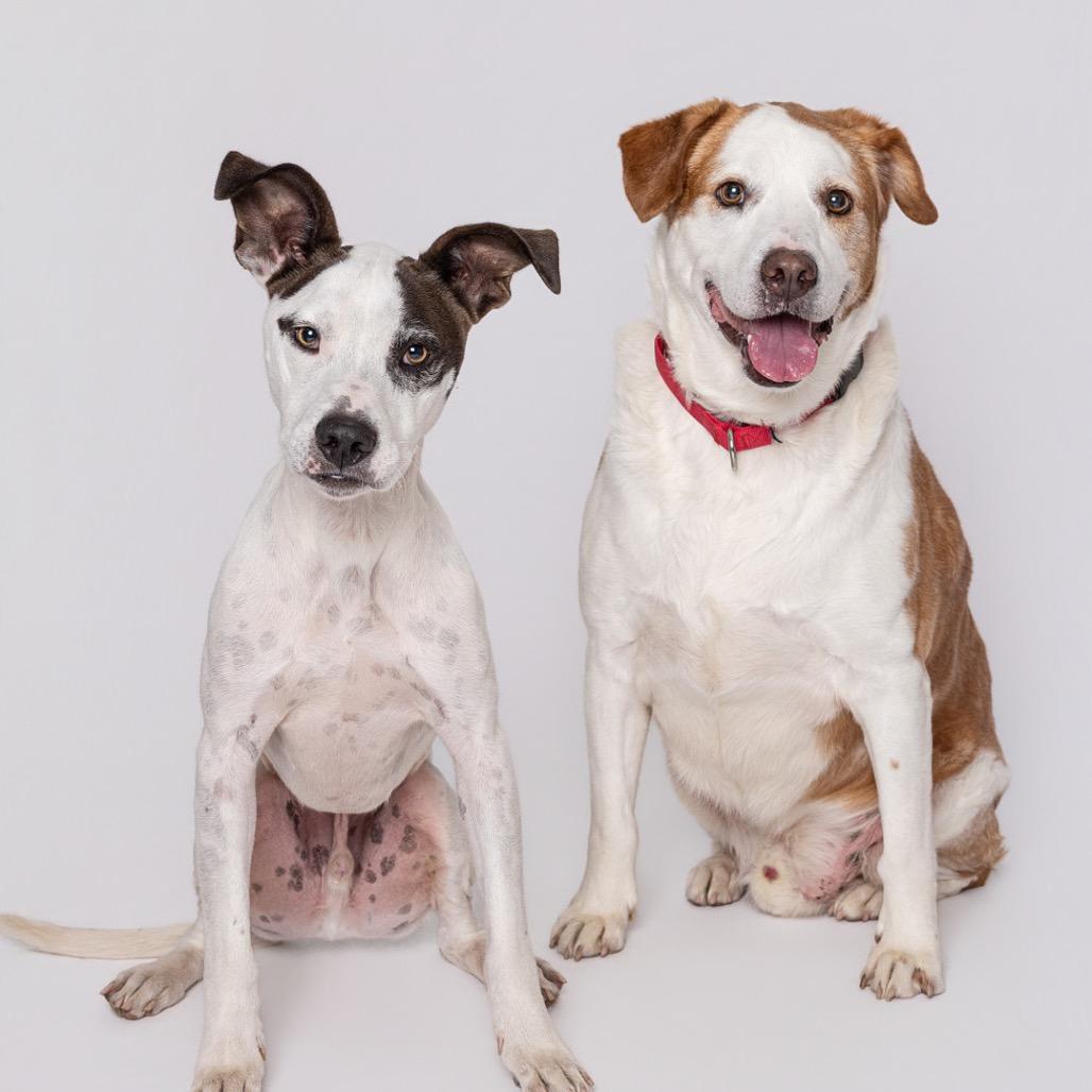 Enlarge Biscuit*, a Adoptable mixed breed in Leander, TX image 6/6