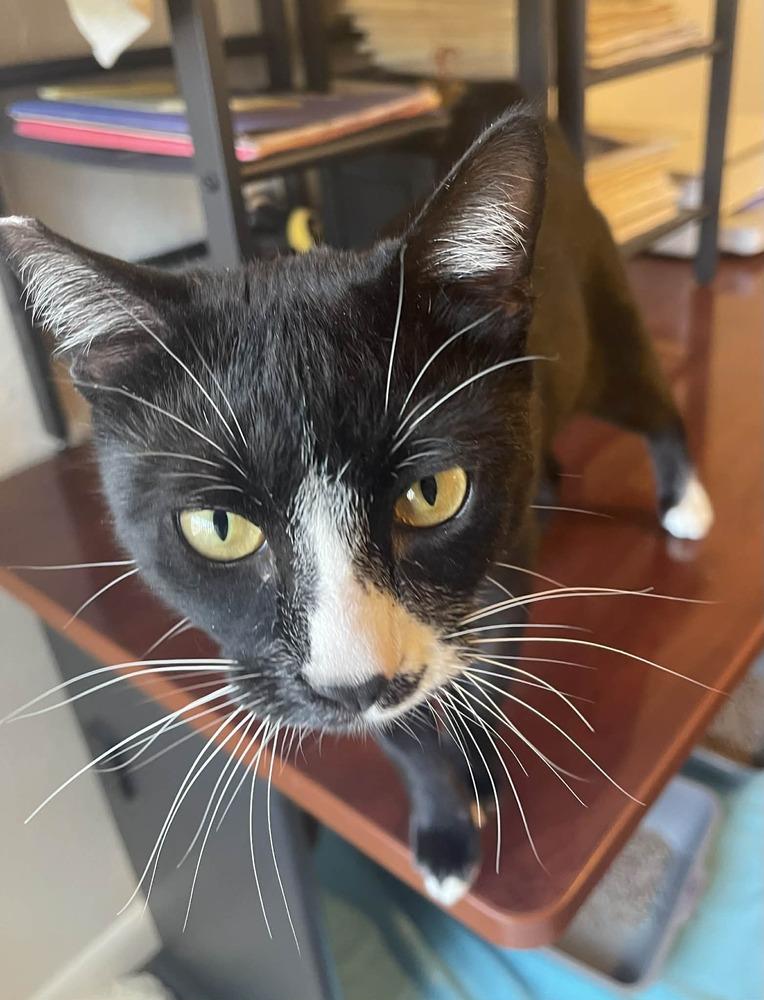 Hoffman, Adoptable, Young Male Domestic Short Hair.