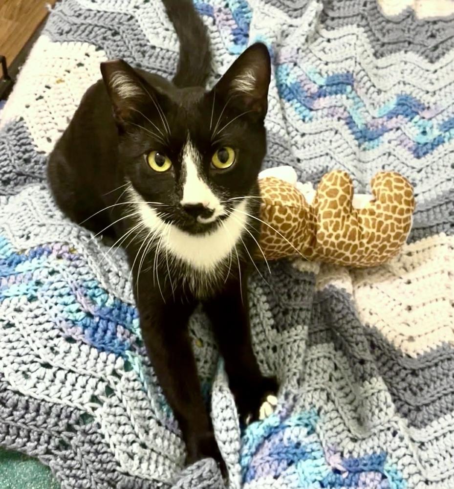 Enlarge Hoffman, a Adoptable mixed breed in tucson, AZ image 2/6