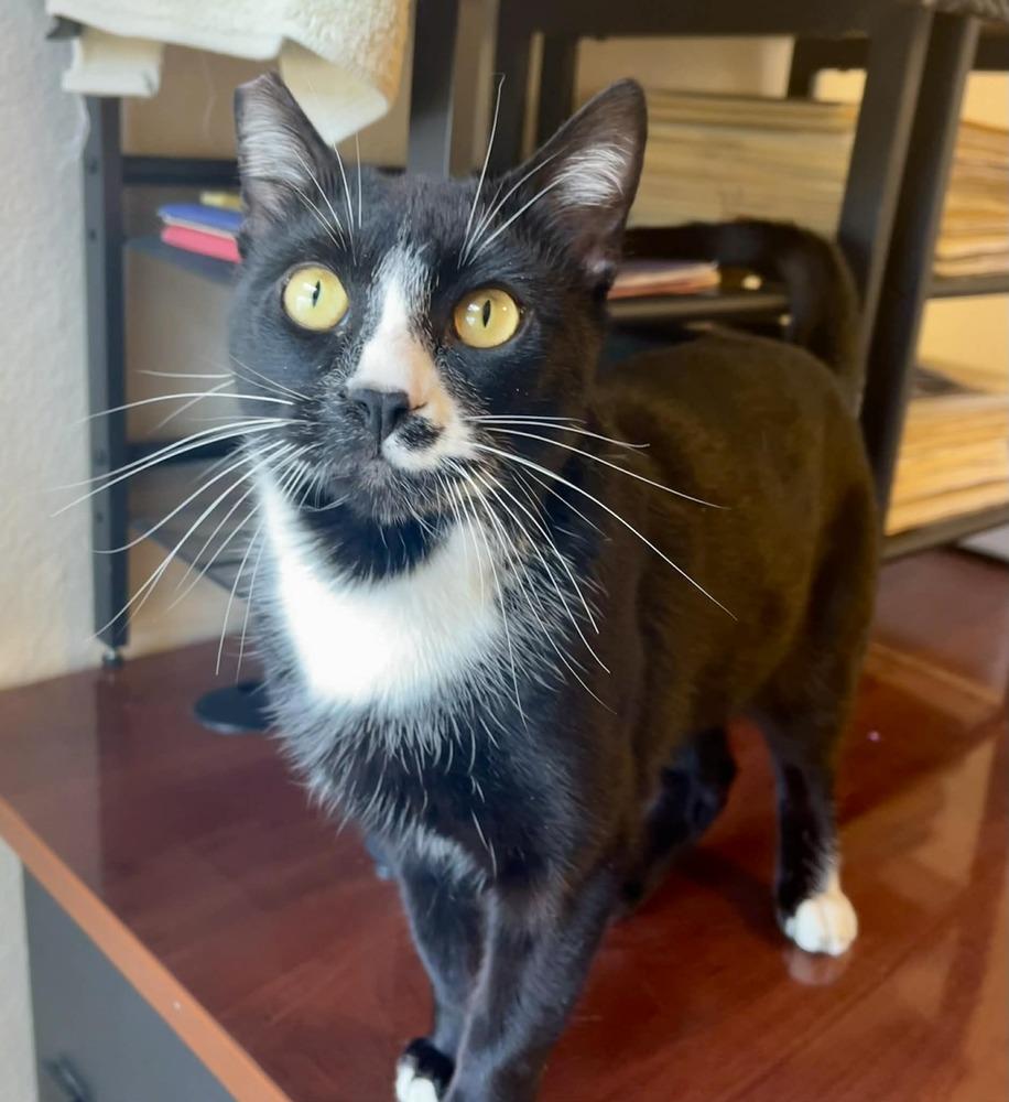 Enlarge Hoffman, a Adoptable mixed breed in tucson, AZ image 3/6