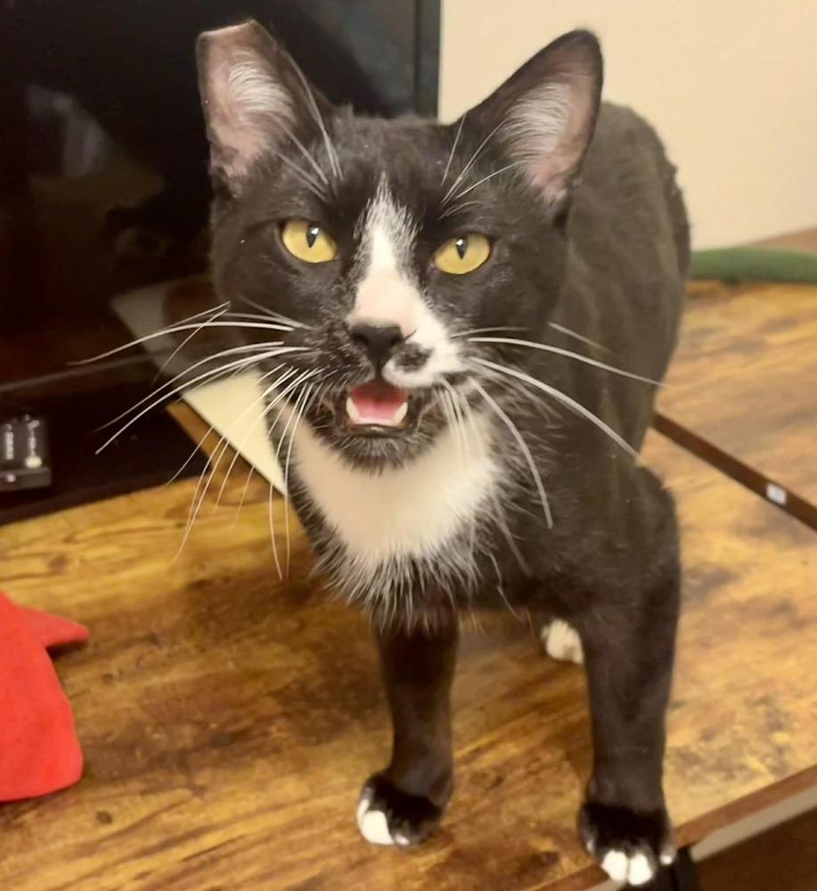 Enlarge Hoffman, a Adoptable mixed breed in tucson, AZ image 4/6