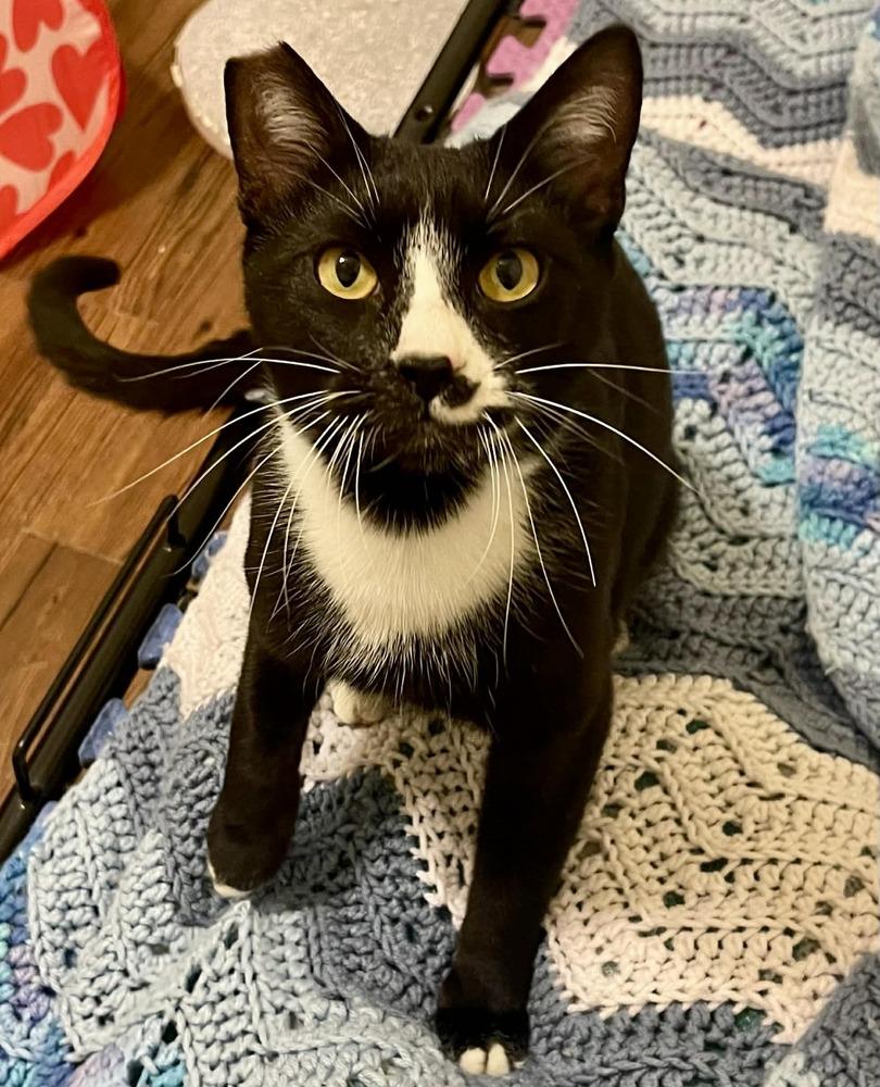 Enlarge Hoffman, a Adoptable mixed breed in tucson, AZ image 5/6