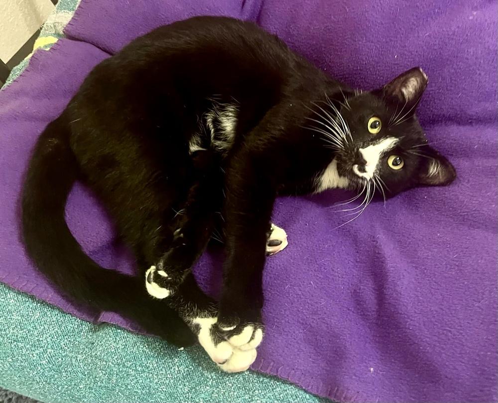 Enlarge Hoffman, a Adoptable mixed breed in tucson, AZ image 6/6