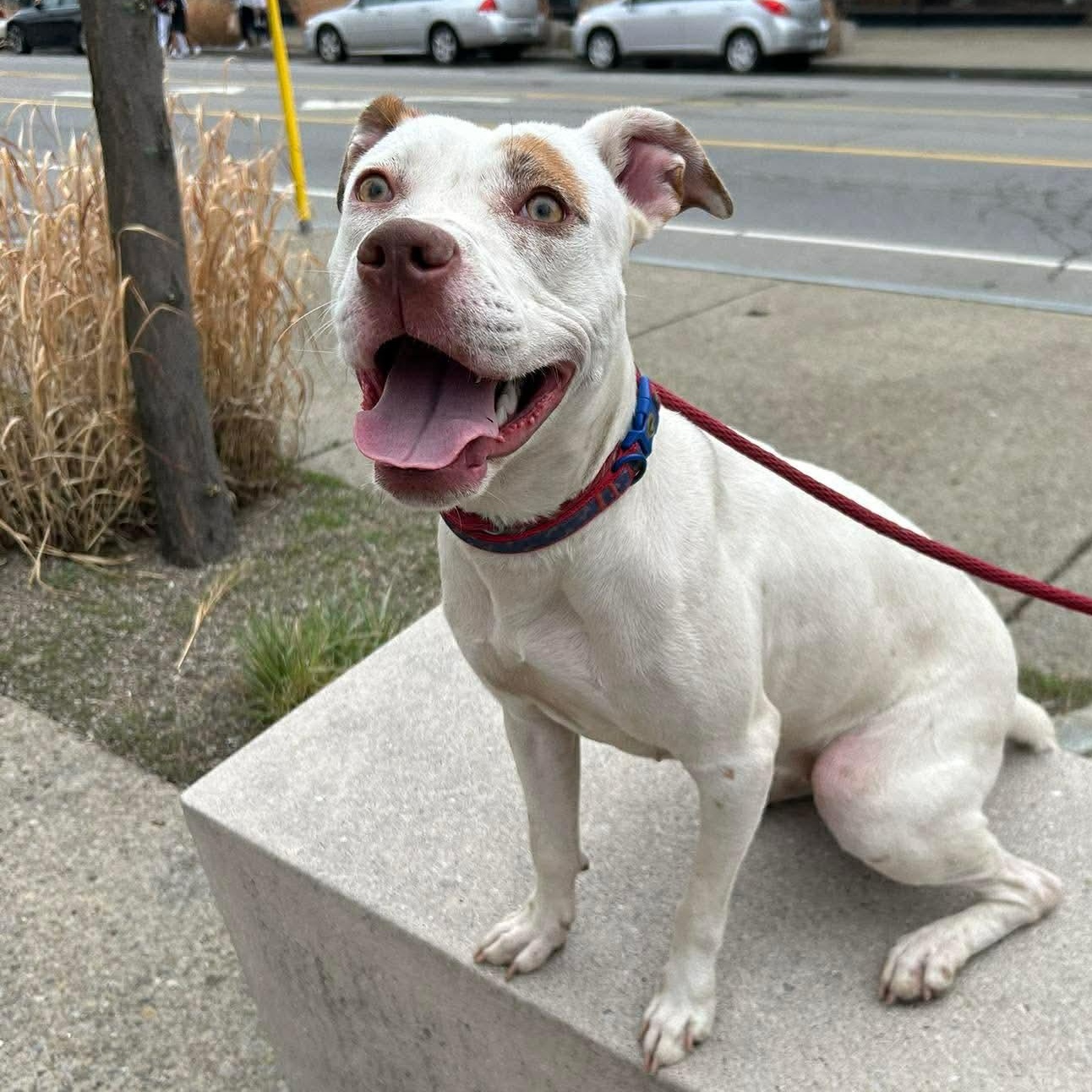 Ice Spice, adopted, Young Female Pit Bull Terrier.