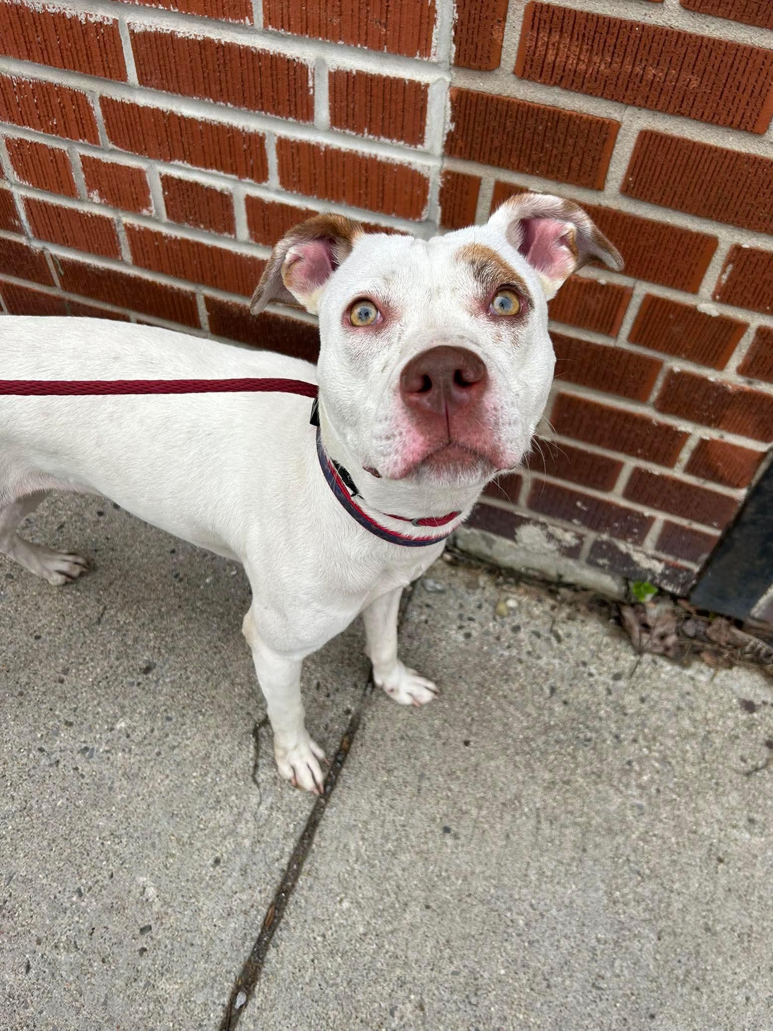 Enlarge Ice Spice, an adopted mixed breed in Buffalo, NY image 2/3