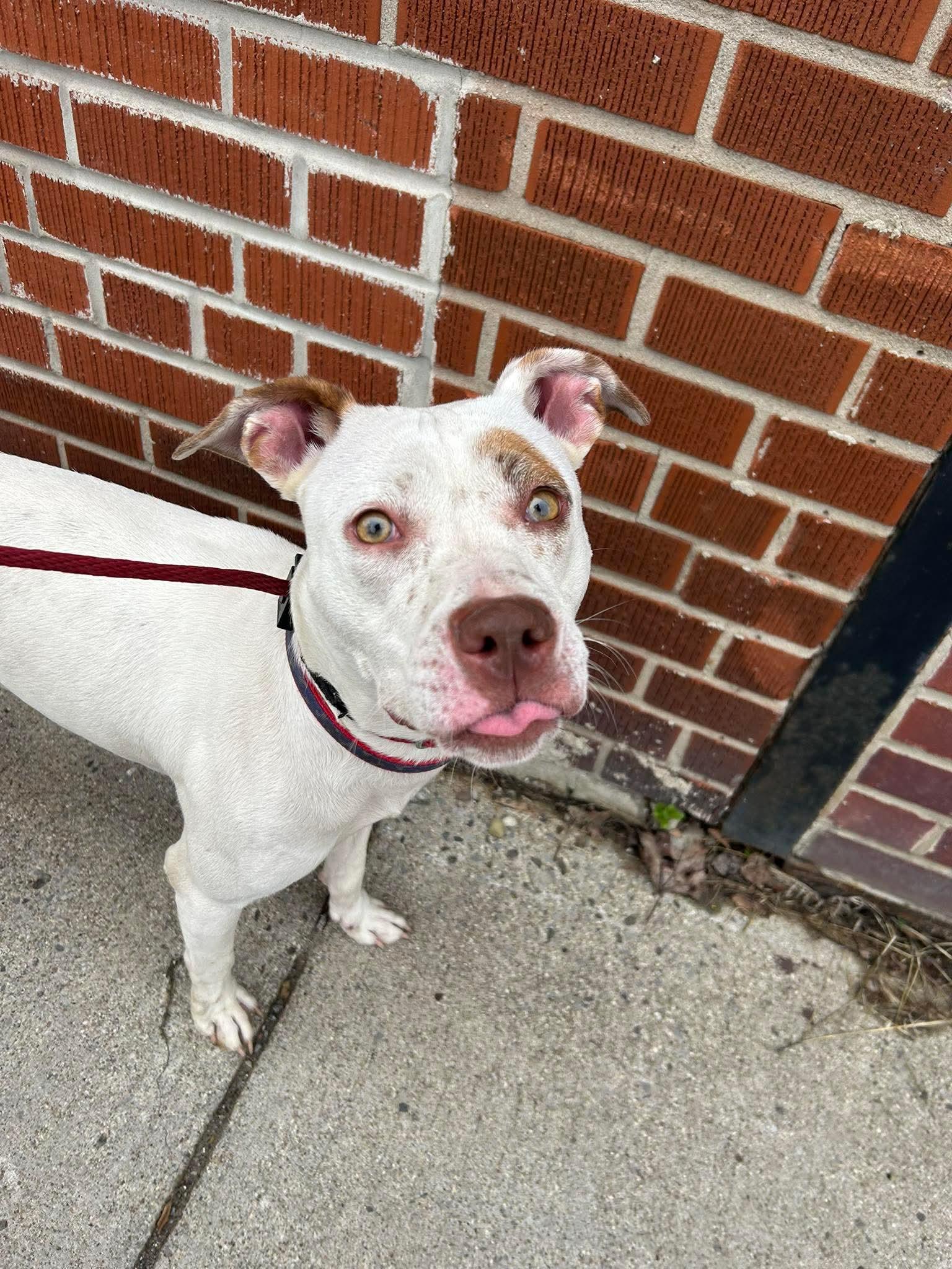 Enlarge Ice Spice, an adopted mixed breed in Buffalo, NY image 3/3