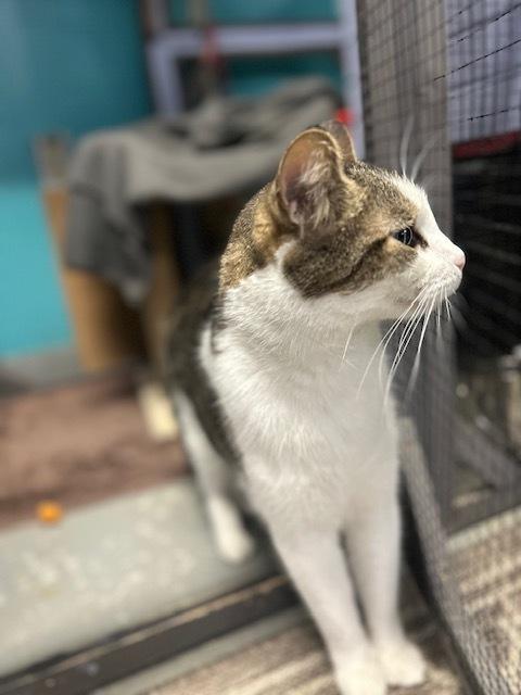 Kaa **Fee Sponsored by Pat!**, a Adoptable Domestic Short Hair in Muskegon, MI image 2/6