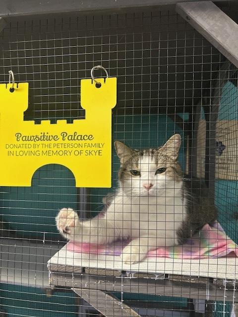 Kaa **Fee Sponsored by Pat!**, a Adoptable Domestic Short Hair in Muskegon, MI image 4/6