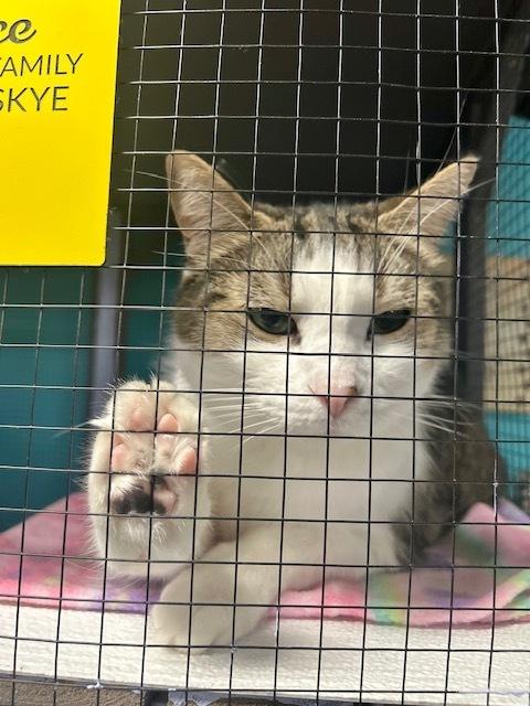 Kaa **Fee Sponsored by Pat!**, a Adoptable Domestic Short Hair in Muskegon, MI image 5/6