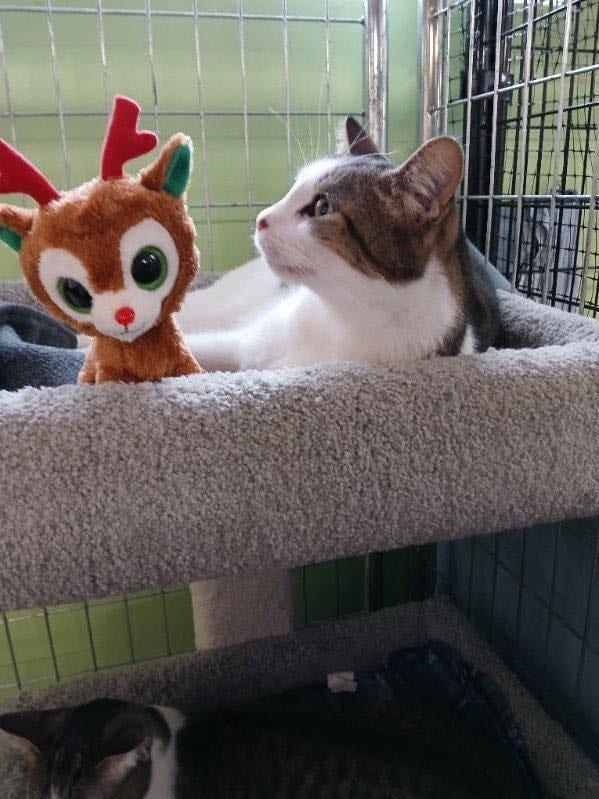 Enlarge Kaa, a Adoptable Domestic Short Hair in Muskegon, MI image 3/4