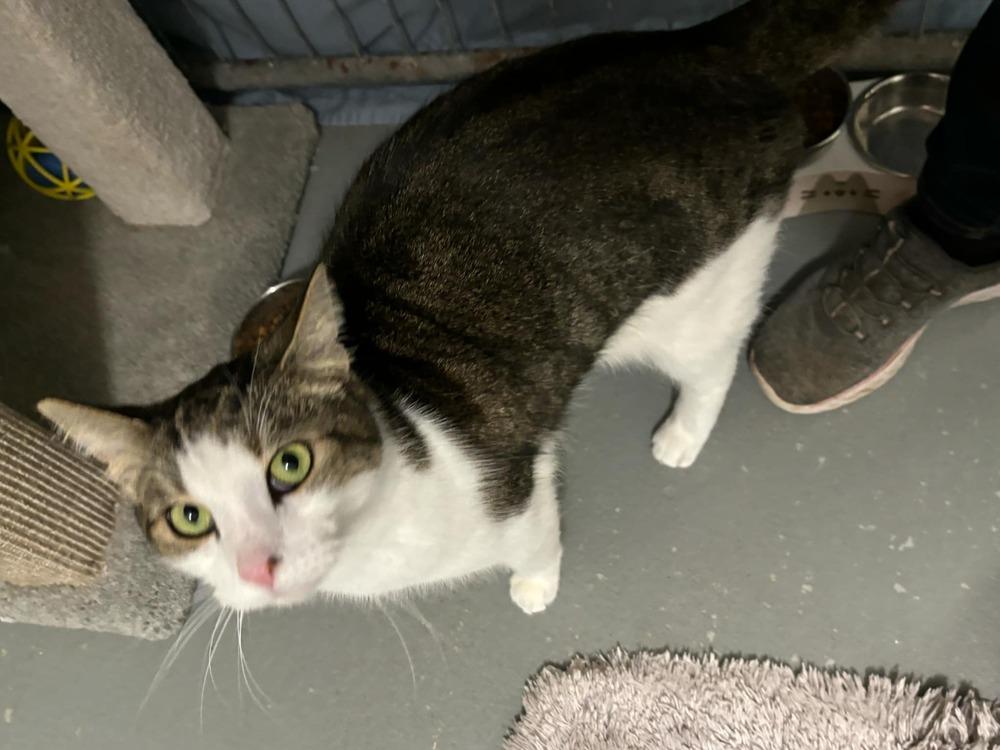 Enlarge Kaa, a Adoptable Domestic Short Hair in Muskegon, MI image 4/4