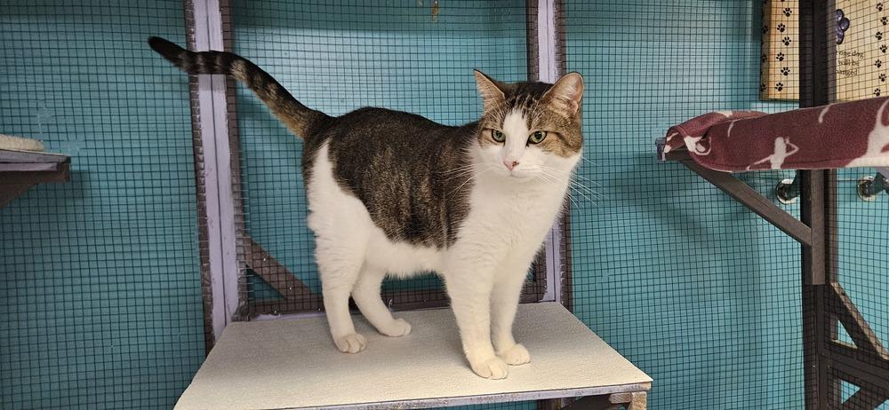 Enlarge Kaa **Fee Sponsored by Pat!**, a Adoptable Domestic Short Hair in Muskegon, MI image 5/5