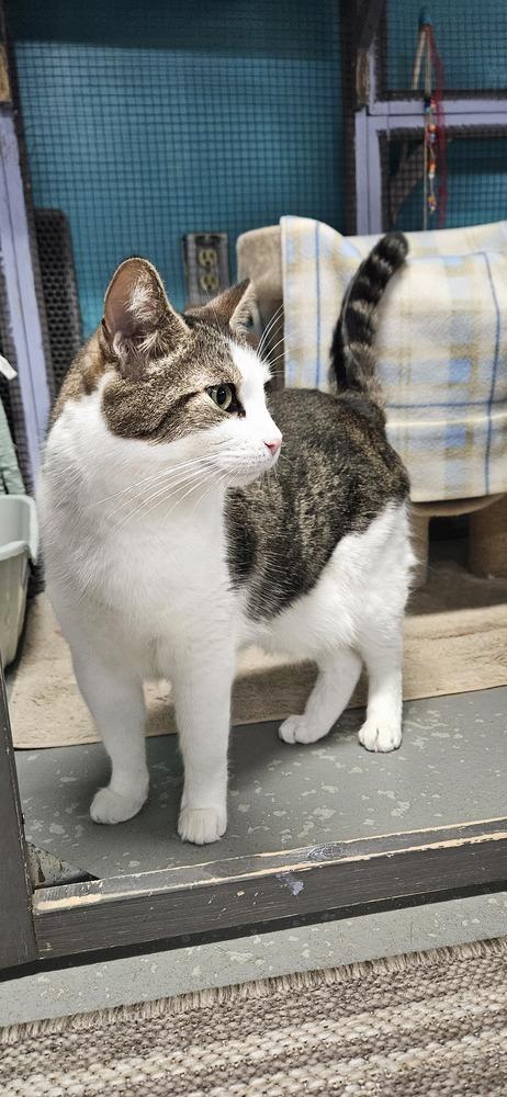 Kaa **Fee Sponsored by Pat!**, a Adoptable Domestic Short Hair in Muskegon, MI image 6/6