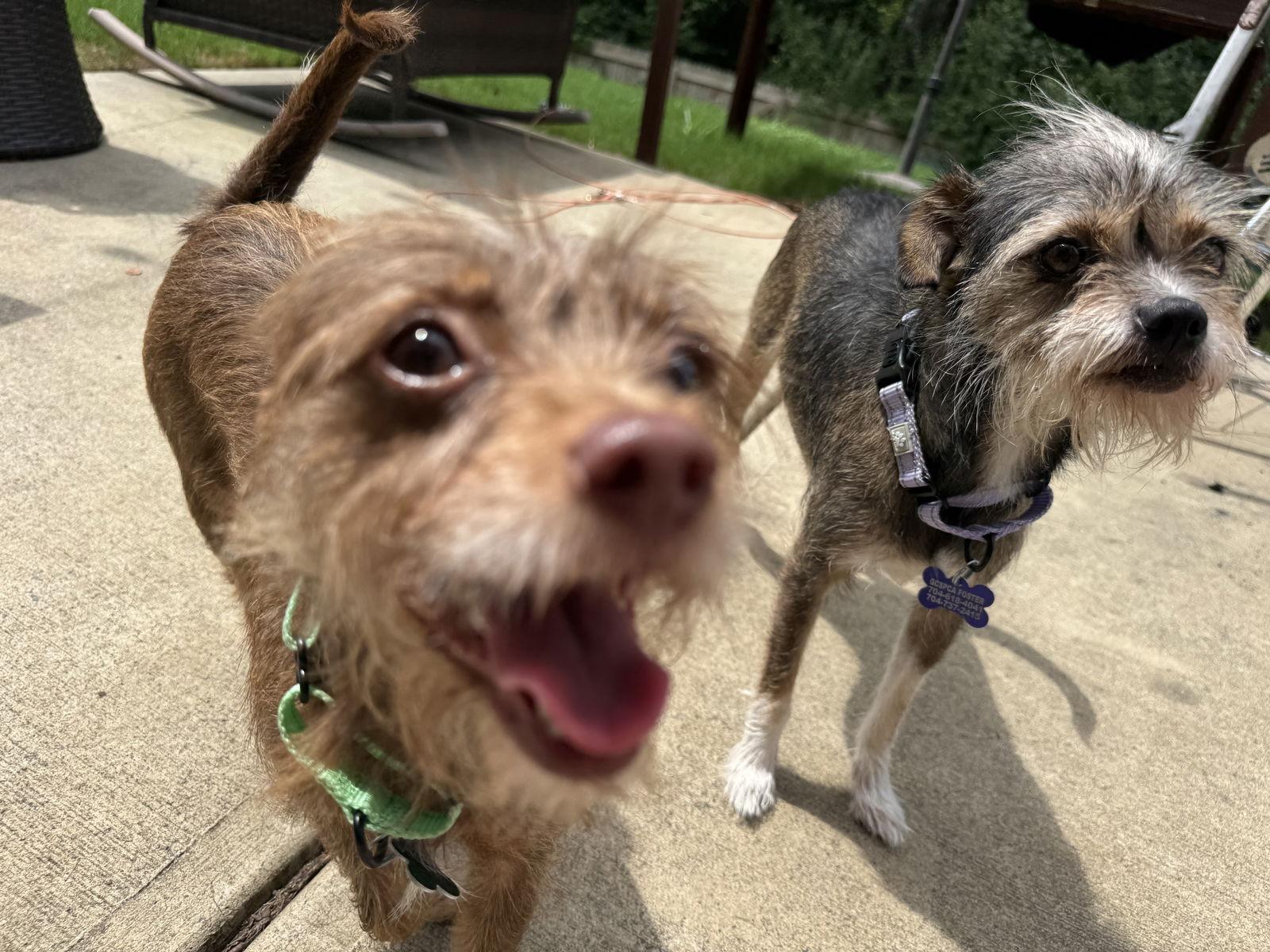 Enlarge Charlene, a Adoptable mixed breed in Charlotte, NC image 1/3