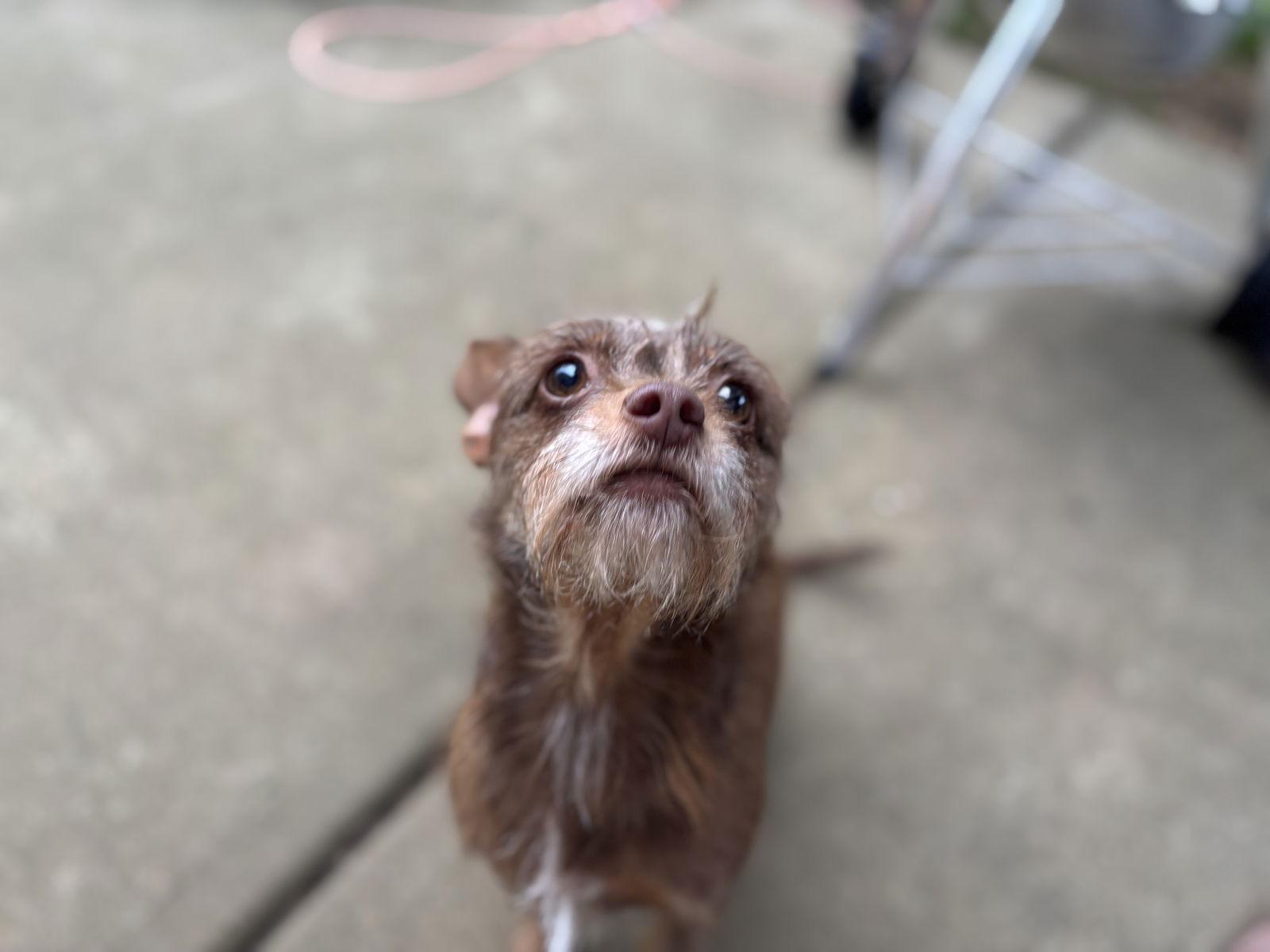 Enlarge Charlene, a Adoptable mixed breed in Charlotte, NC image 2/3