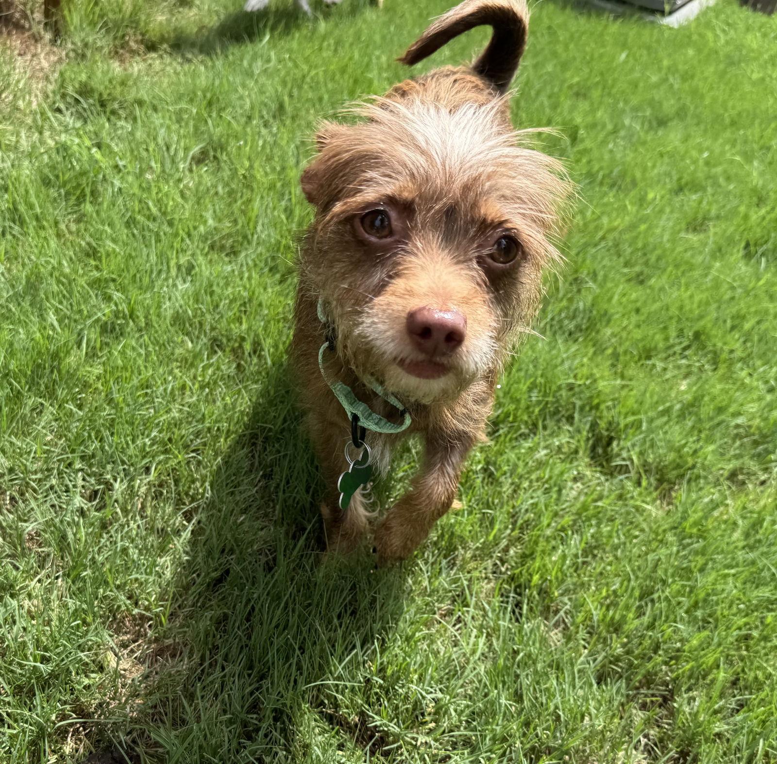 Enlarge Charlene, a Adoptable mixed breed in Charlotte, NC image 3/3