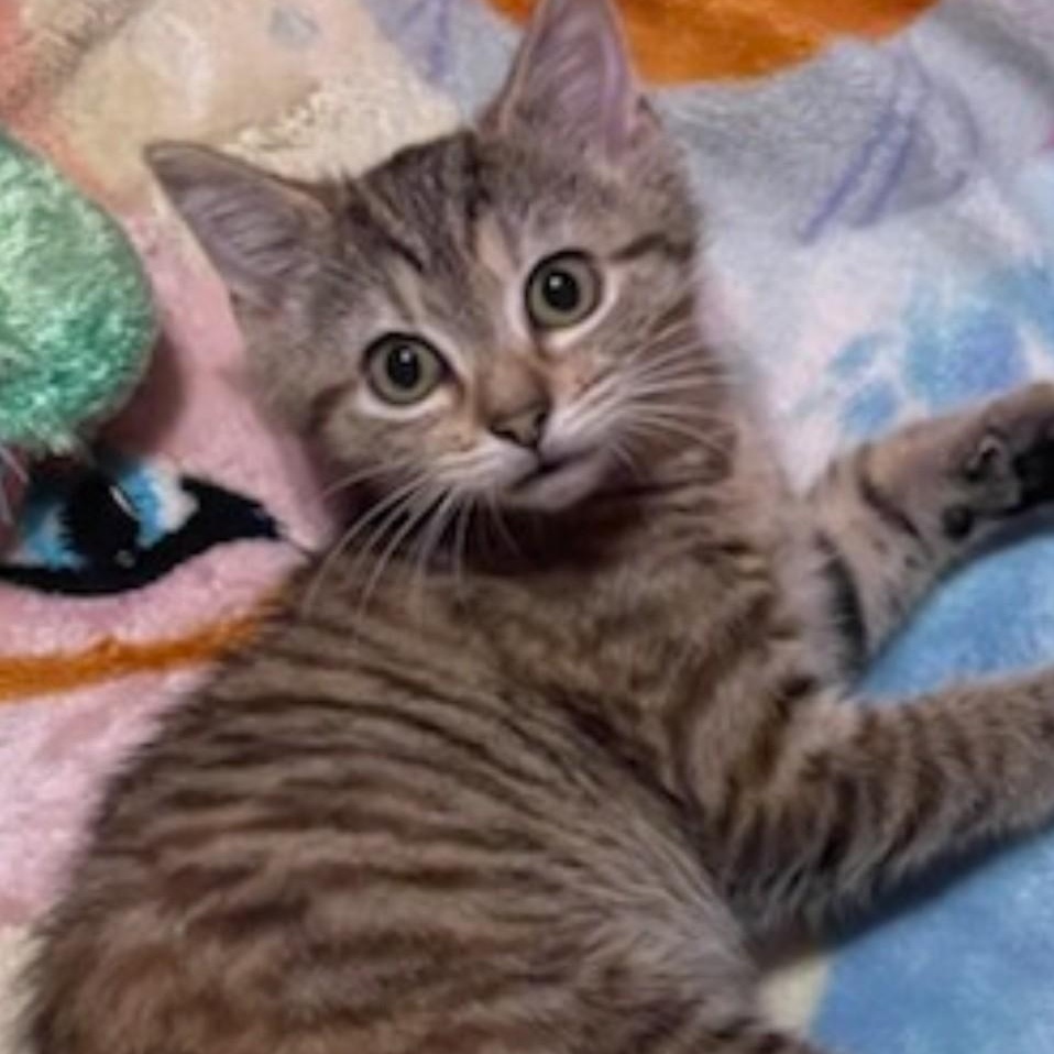 Miss  Mewey, Adoptable, Kitten Female Tabby.