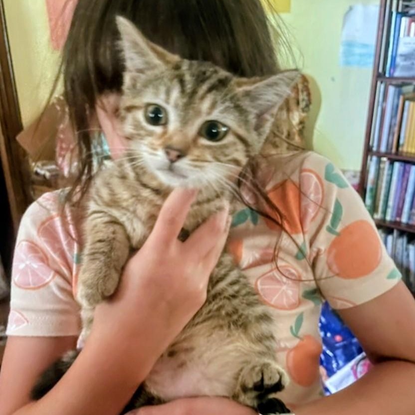 Miss  Mewey, Adoptable, Kitten Female Tabby.