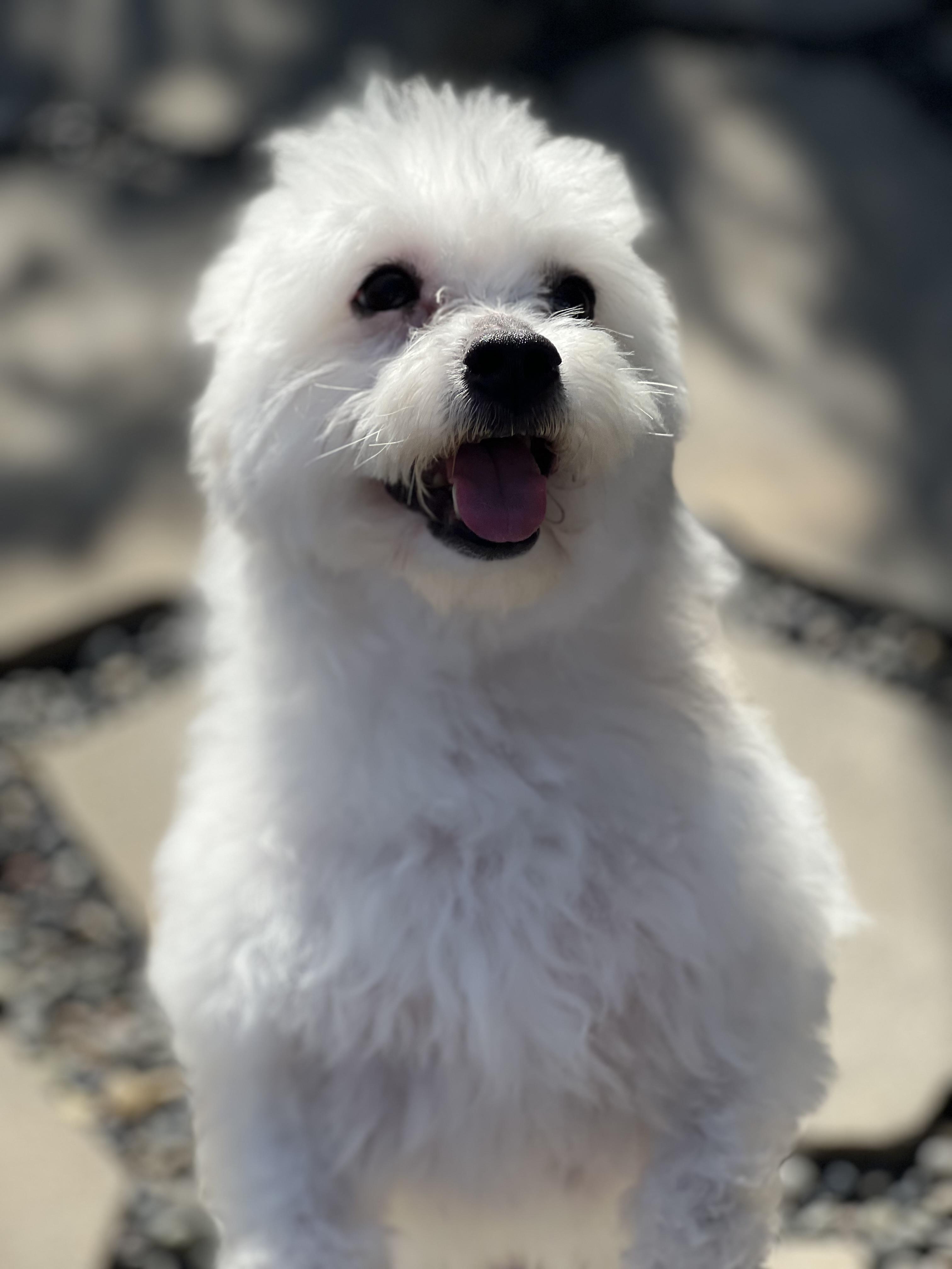 Enlarge Zukey~ sweet Maltipoo , an adopted Maltipoo in Irvine, CA image 1/4
