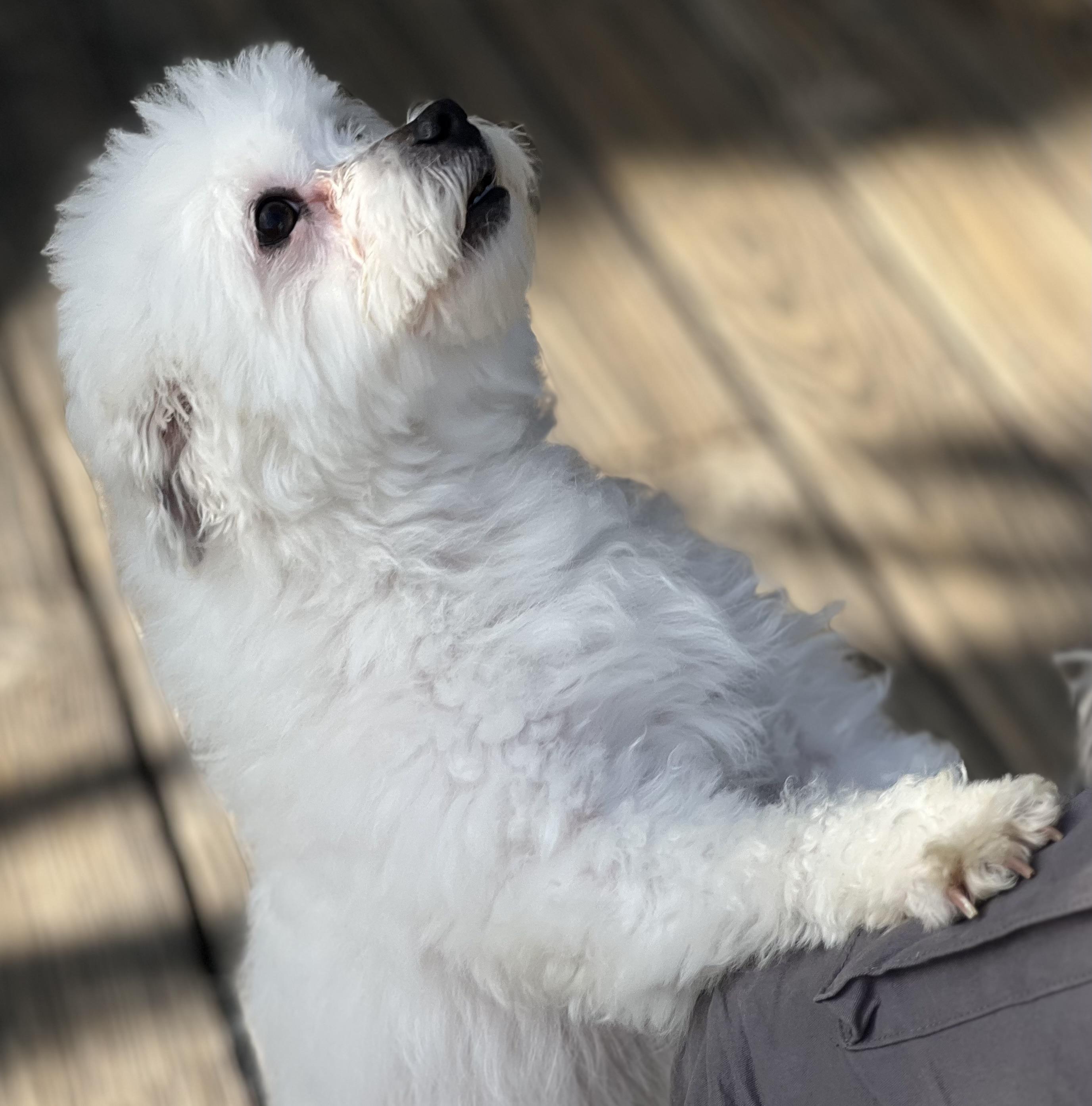 Enlarge Zukey~ sweet Maltipoo , an adopted Maltipoo in Irvine, CA image 4/4
