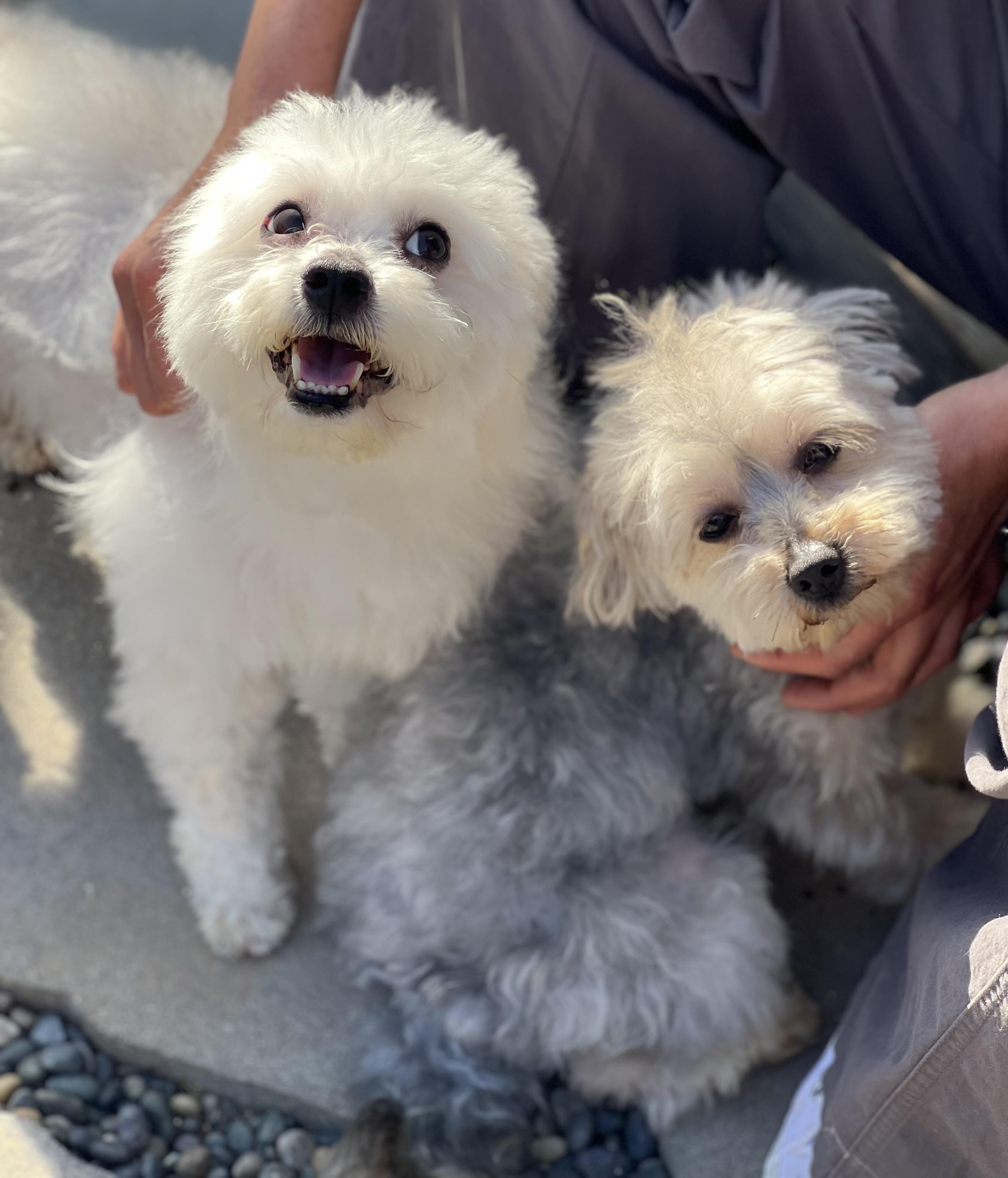 Enlarge Zukey~ sweet Maltipoo , an adopted Maltipoo in Irvine, CA image 2/4
