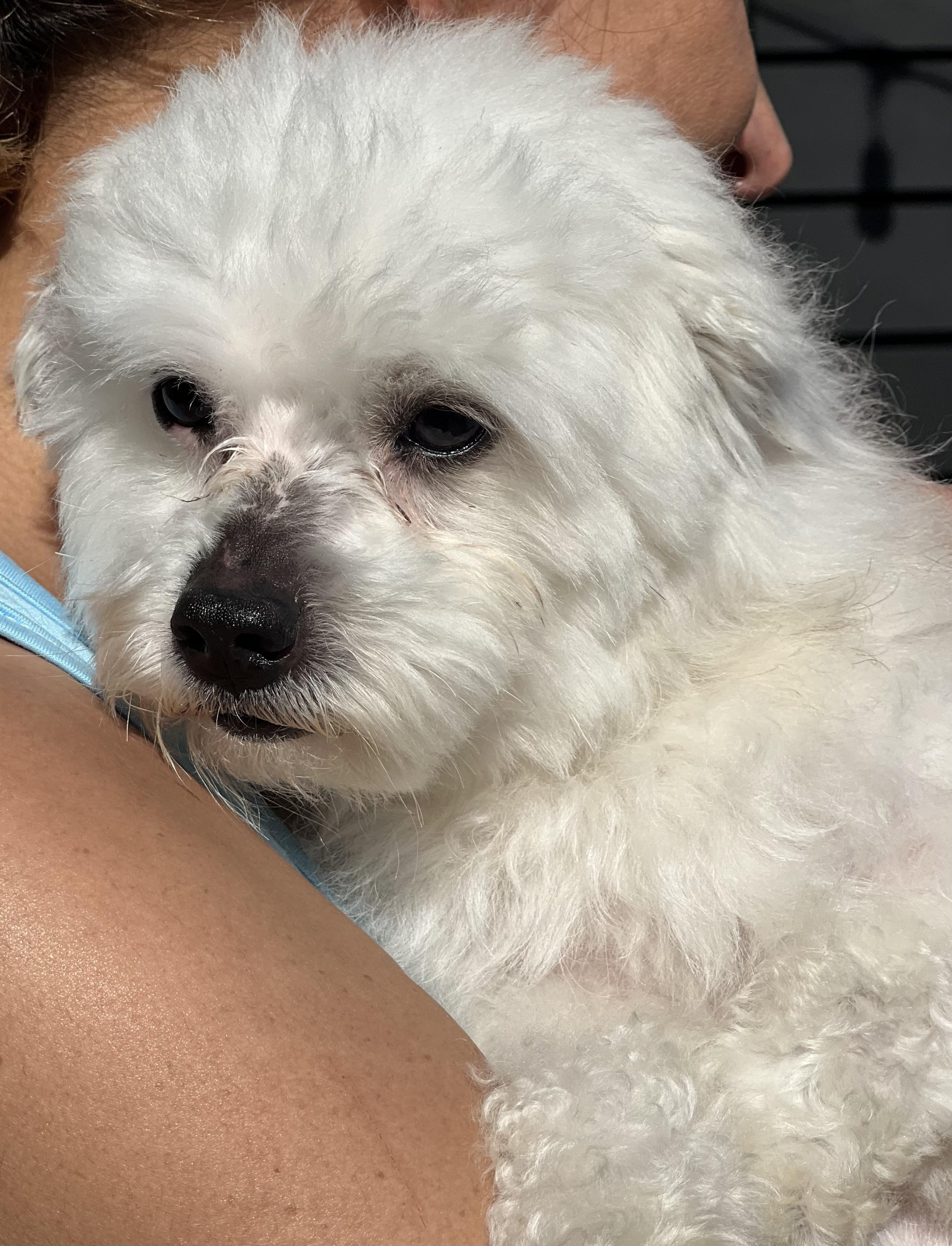 Enlarge Zukey~ sweet Maltipoo , an adopted Maltipoo in Irvine, CA image 3/4