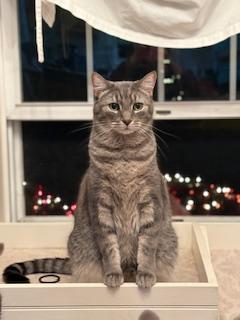 Maurice