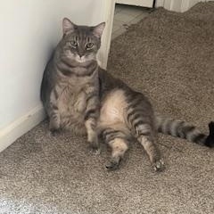Maurice