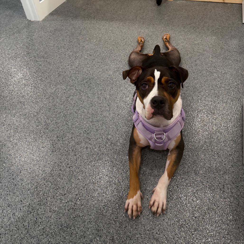 Kitty (18057247), Adoptable, Adult Female American Bulldog & Boxer.