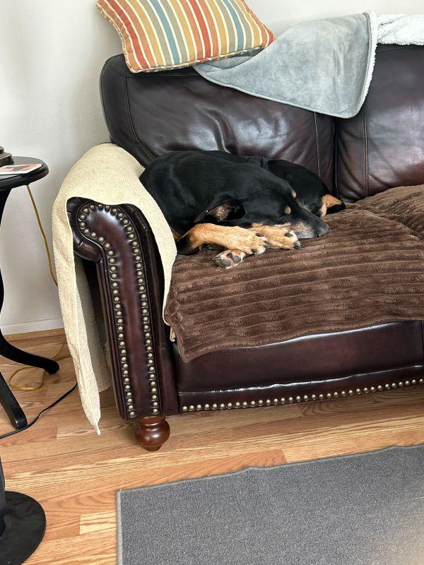 Enlarge Loki, a Adoptable Doberman Pinscher in Fleetwood, PA image 2/3