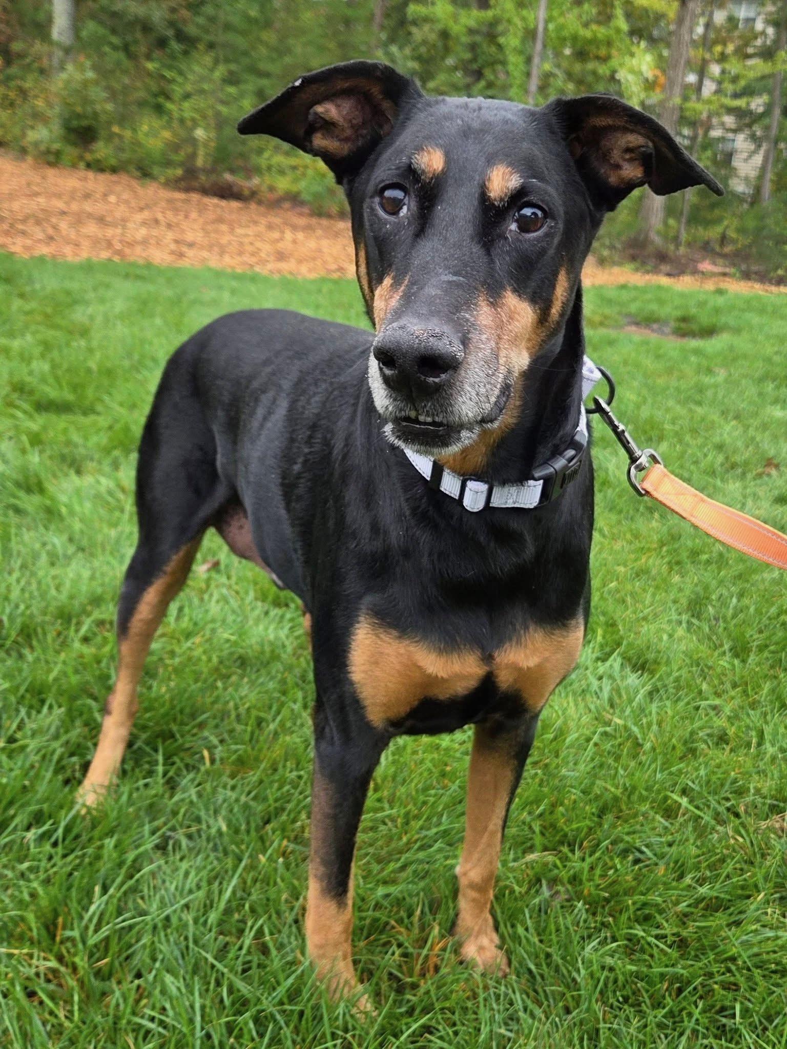 Enlarge Loki, a Adoptable Doberman Pinscher in Fleetwood, PA image 3/3