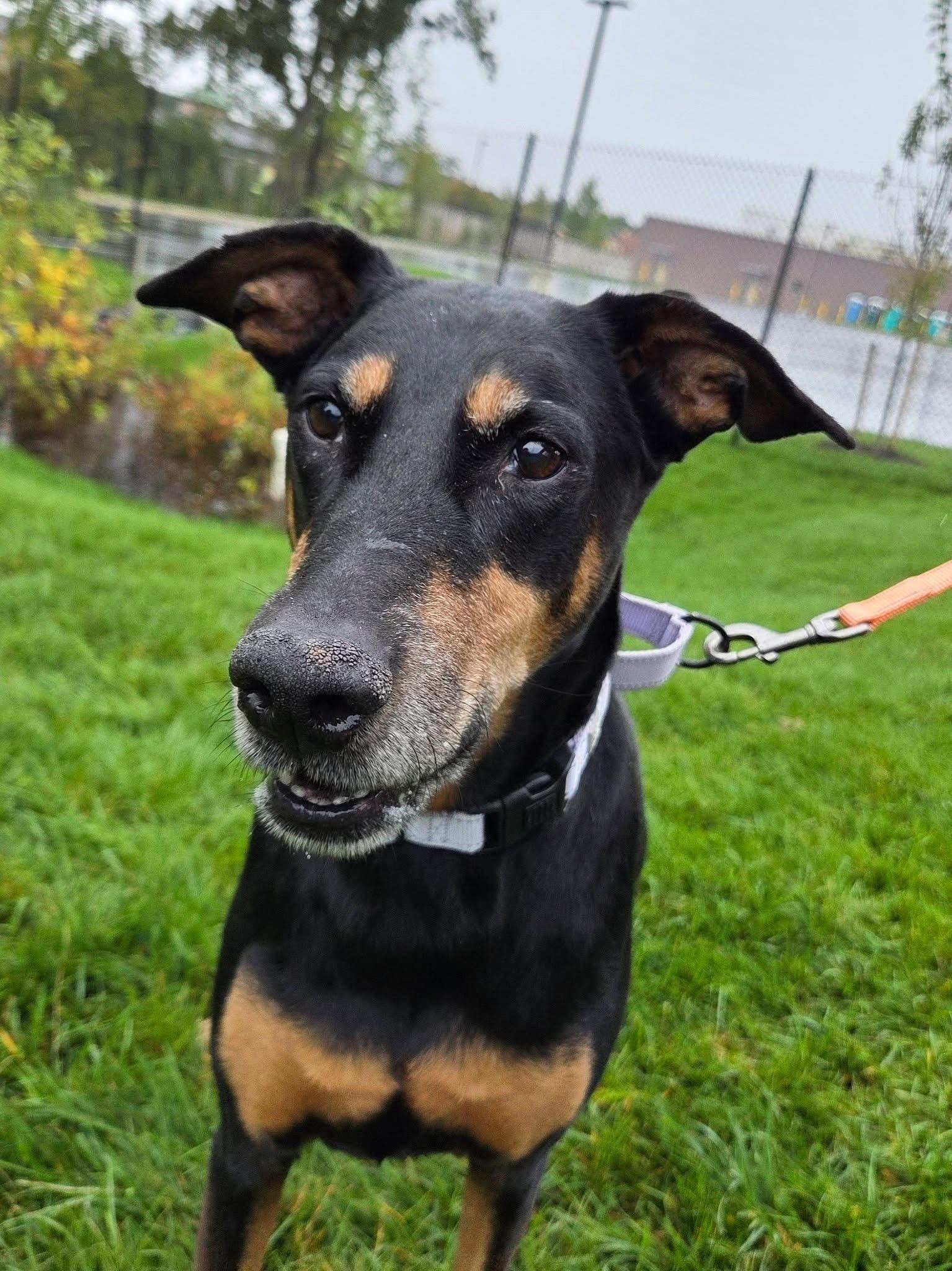 Enlarge Loki, a Adoptable Doberman Pinscher in Fleetwood, PA image 1/3