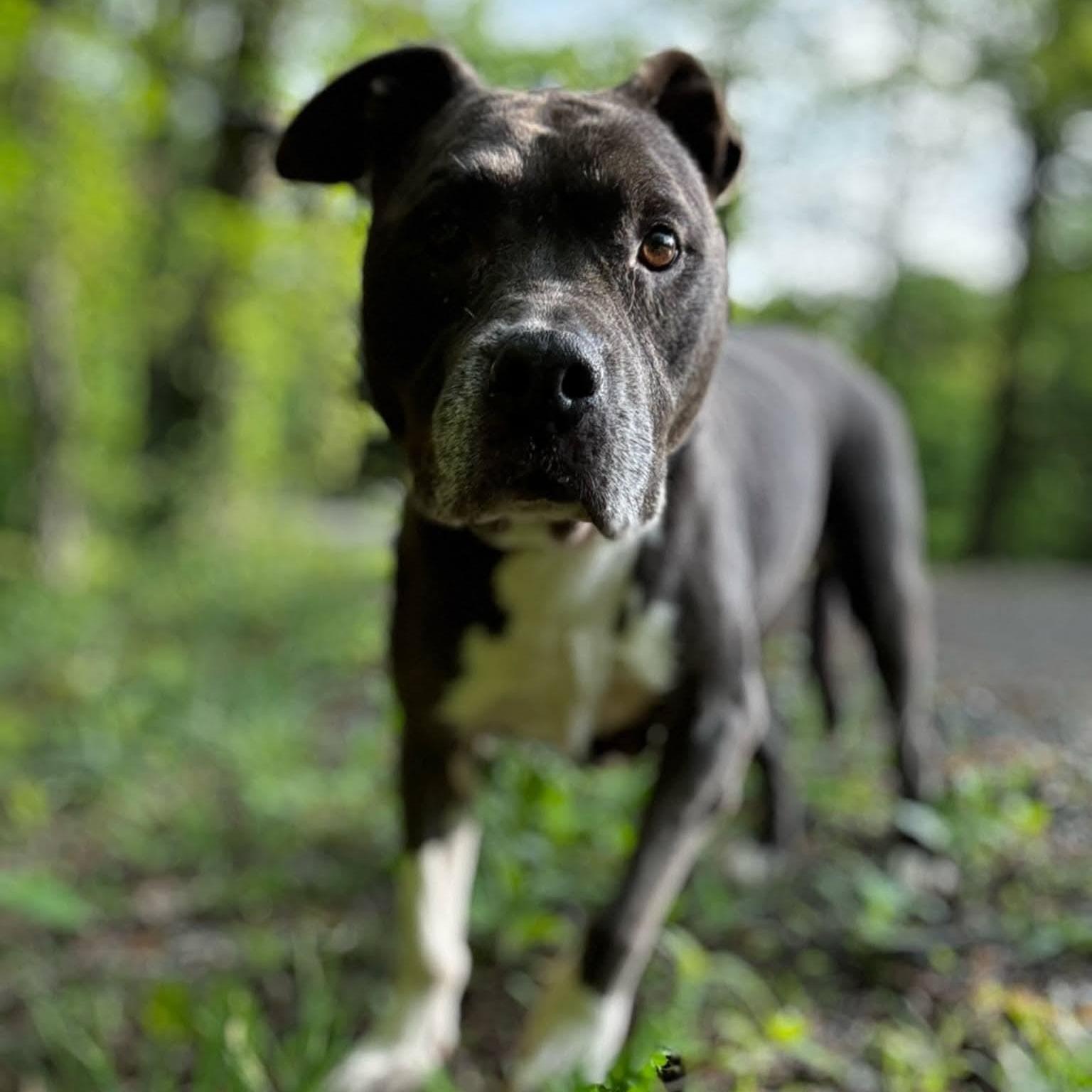 Enlarge BAILEY, a Adoptable mixed breed in Waverly, TN image 1/4