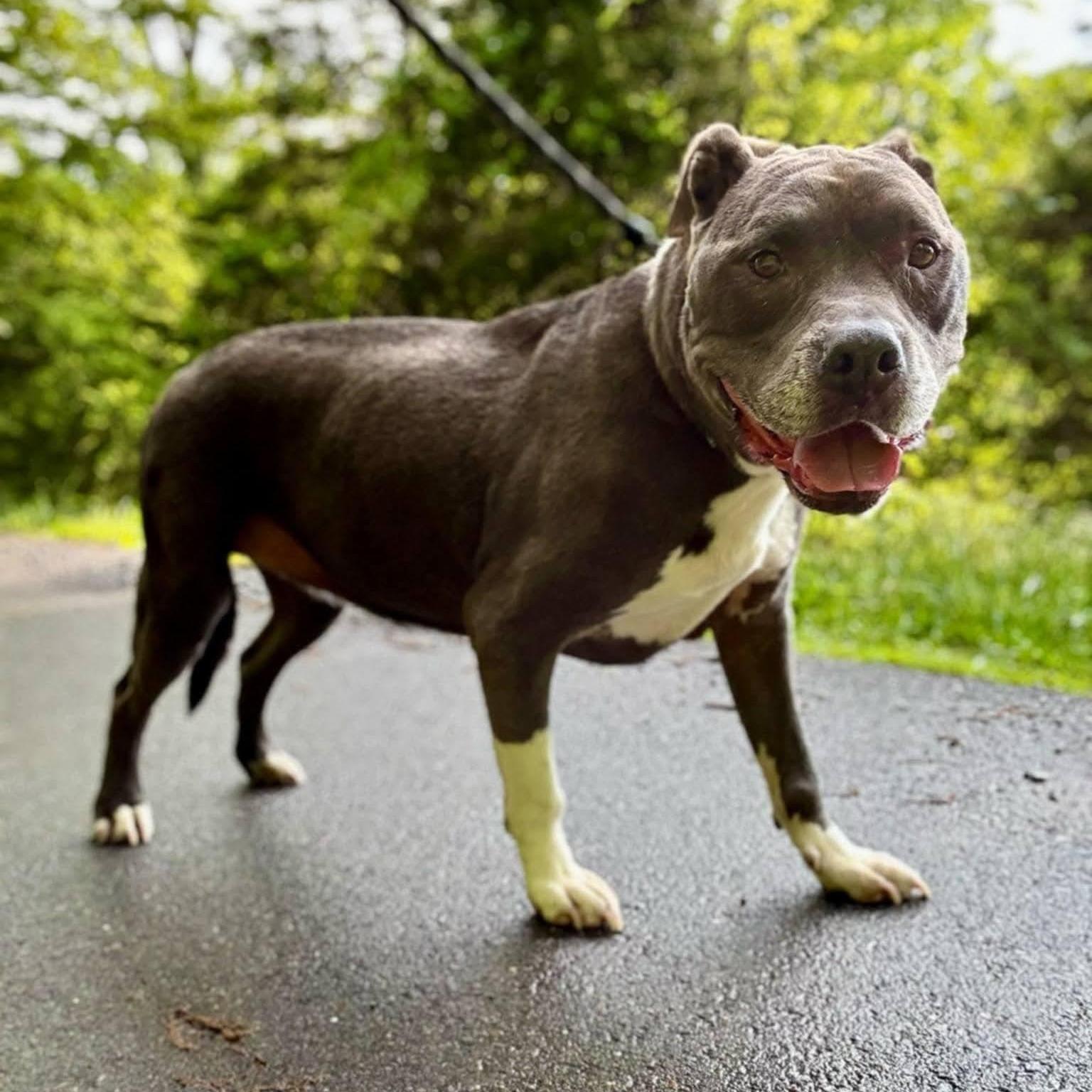 Enlarge BAILEY, a Adoptable mixed breed in Waverly, TN image 2/4