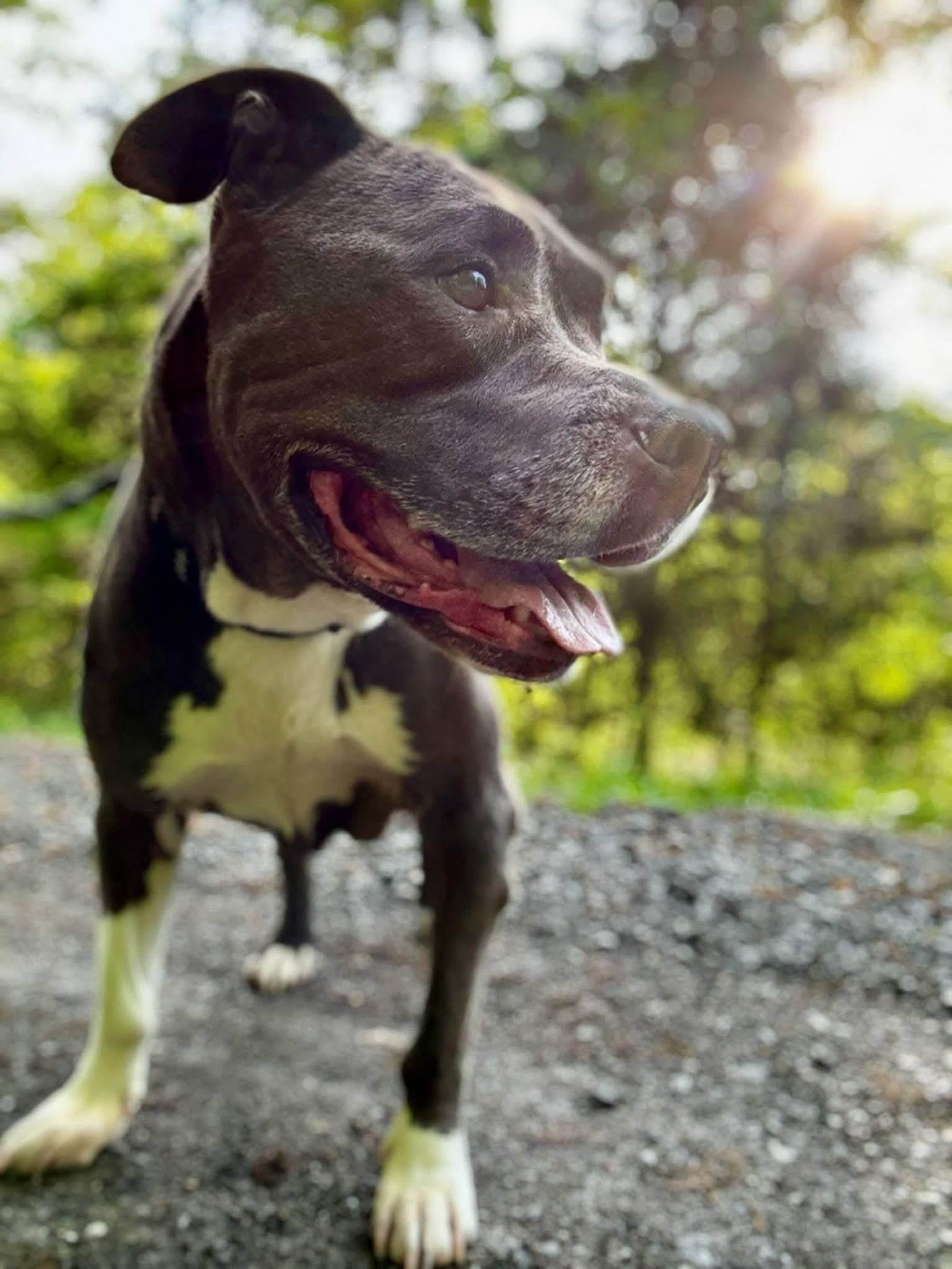 Enlarge BAILEY, a Adoptable mixed breed in Waverly, TN image 3/4
