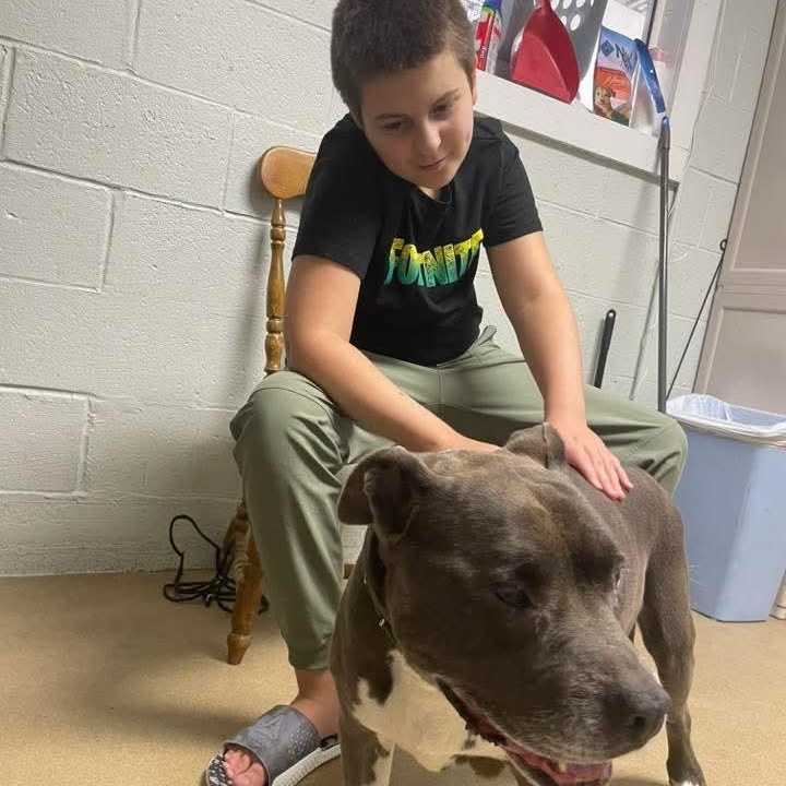 Enlarge BAILEY, a Adoptable mixed breed in Waverly, TN image 4/4