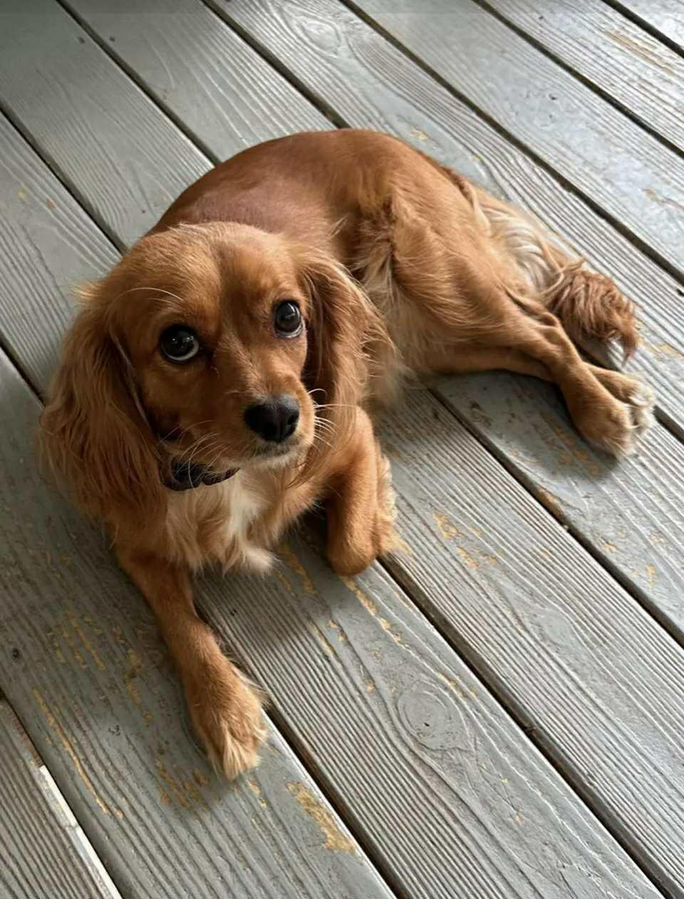 Lola, Adopted, Adult Female Cavalier King Charles Spaniel.