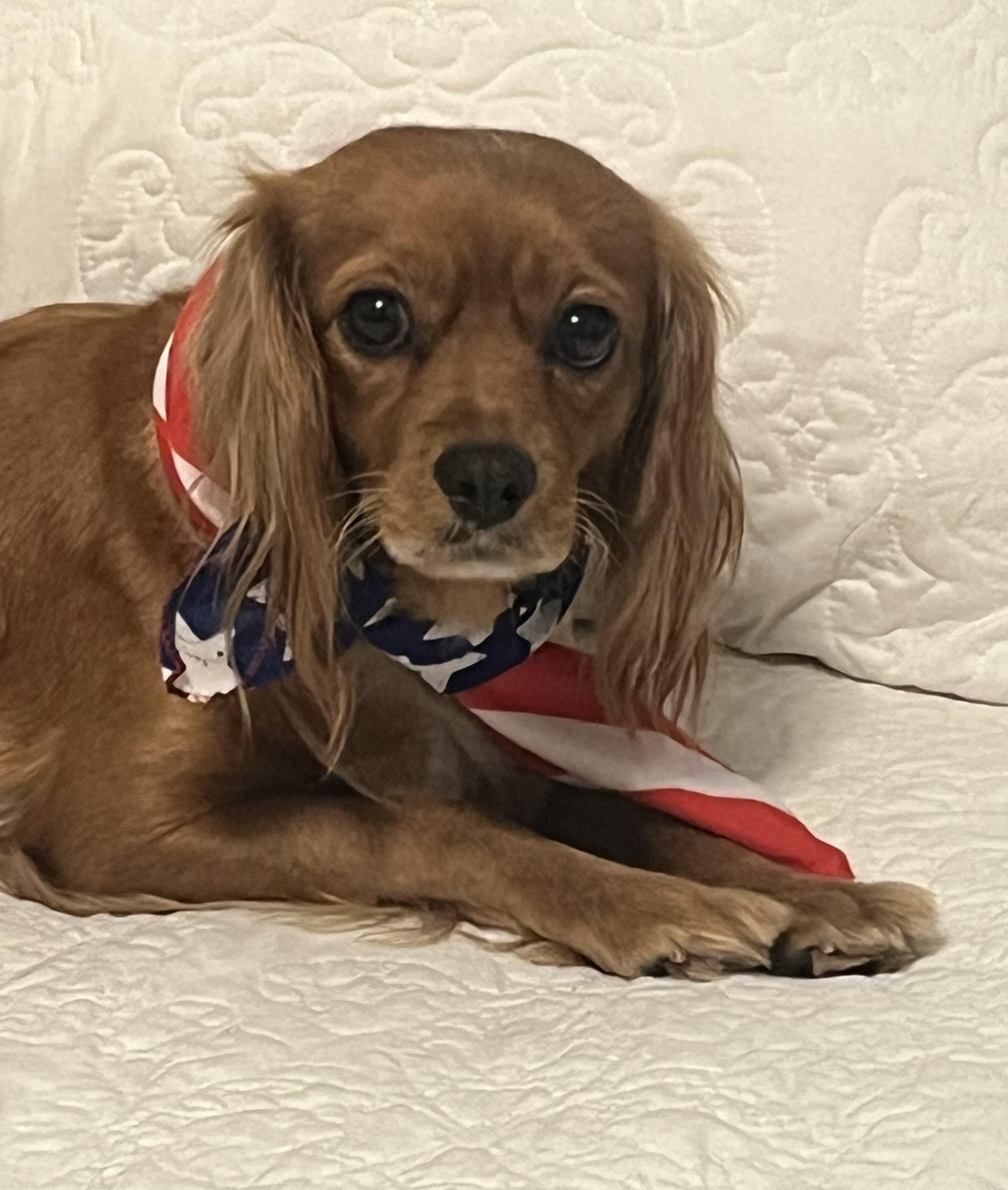 Enlarge Lola, a Adopted mixed breed in Hillsboro, IL image 3/3