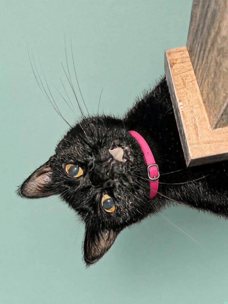 Spidy, Adoptable, Young Female Domestic Short Hair.
